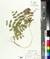 Lathyrus japonicus image