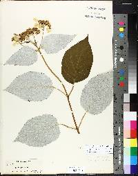 Hydrangea radiata image