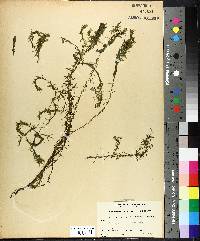 Elodea canadensis image