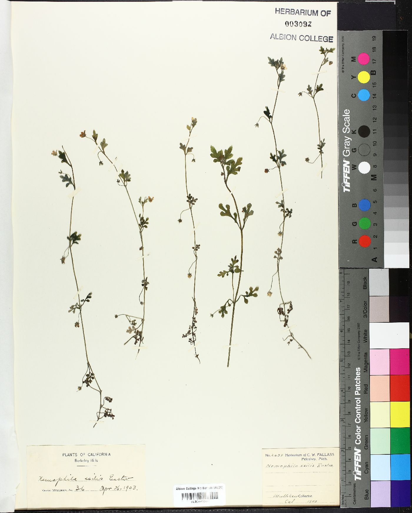 Nemophila exilis image