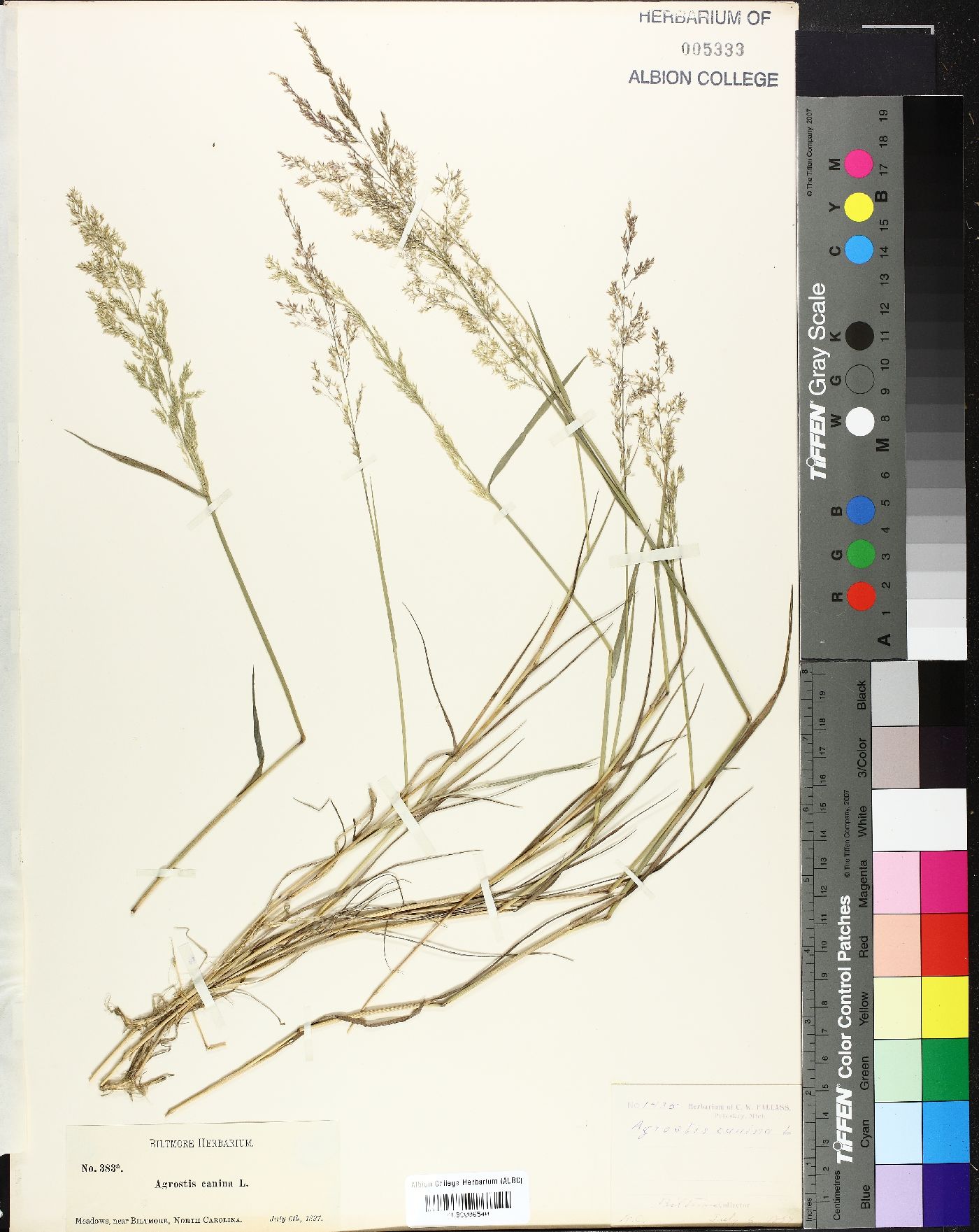 Agrostis canina image