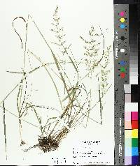 Agrostis gigantea image