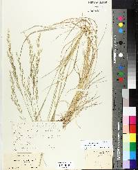 Agrostis pallens image