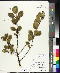 Frangula alnus image