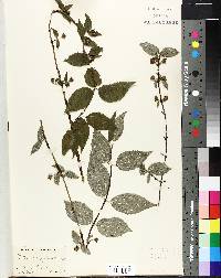 Philadelphus hirsutus image