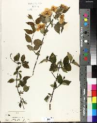 Philadelphus inodorus image