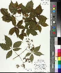 Parthenocissus inserta image