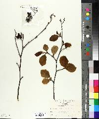 Alnus rugosa image