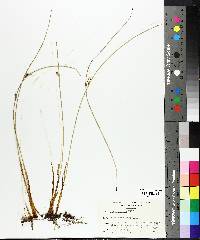 Juncus balticus image