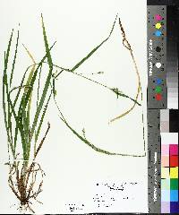 Carex blanda image