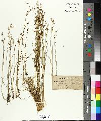 Juncus richardsonianus image