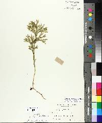 Dendrolycopodium hickeyi image