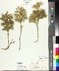 Dendrolycopodium obscurum image