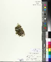 Selaginella eclipes image