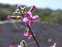 Boechera perennans image