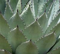 Agave parryi image