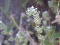 Cryptantha barbigera image