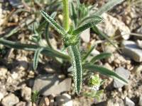 Cryptantha pterocarya image