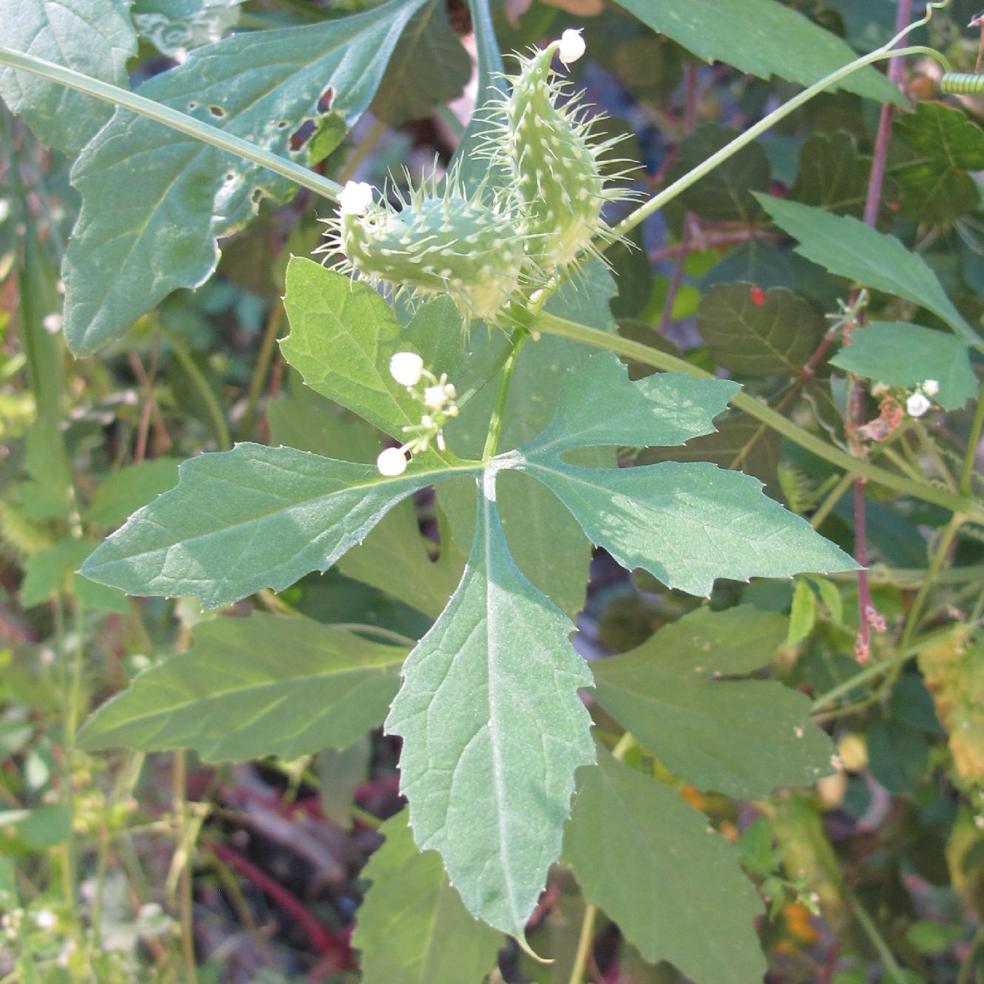 Cyclanthera dissecta image