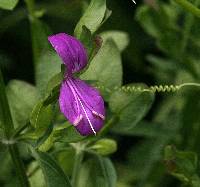 Dicliptera resupinata image