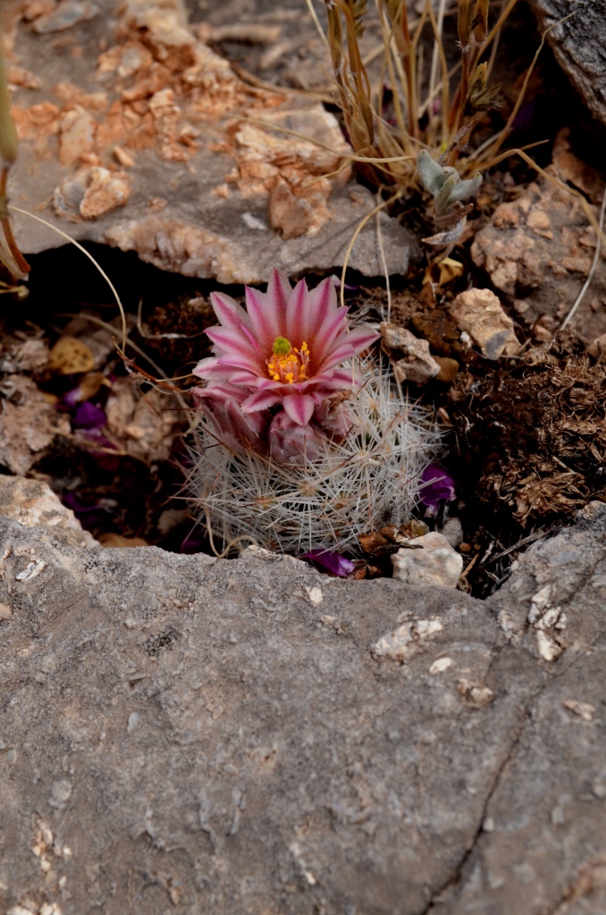 Coryphantha duncanii image