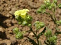 Emmenanthe penduliflora image