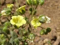 Emmenanthe penduliflora image