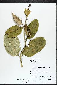 Asclepias syriaca image