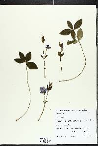 Vinca minor image