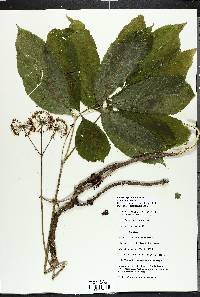 Aralia nudicaulis image