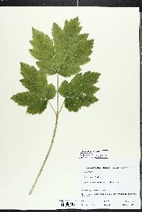 Aralia nudicaulis image