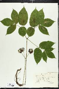 Aralia nudicaulis image