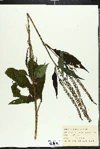 Ambrosia trifida image