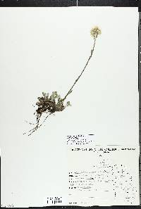 Antennaria neglecta image