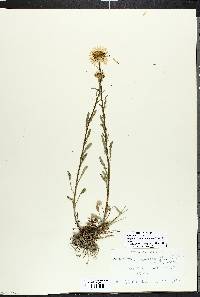 Image of Argyranthemum pinnatifidum