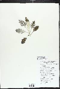 Artemisia stelleriana image