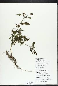 Bidens frondosa image