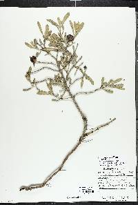 Borrichia frutescens image