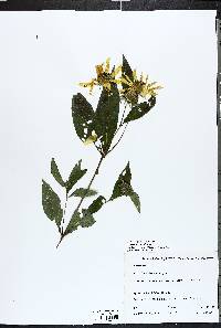 Helianthus divaricatus image