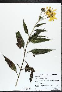 Heliopsis helianthoides image