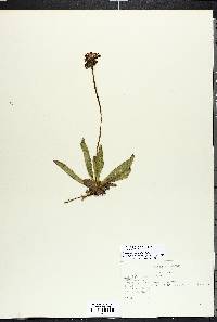 Hieracium aurantiacum image