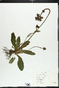 Hieracium aurantiacum image