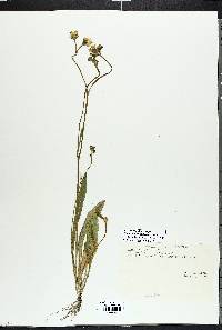 Hieracium caespitosum image