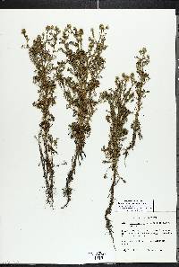 Matricaria discoidea image