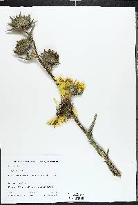 Silphium laciniatum image