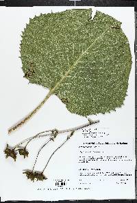 Silphium terebinthinaceum image