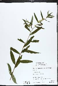 Solidago caesia image