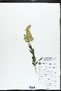 Solidago nuttallii image