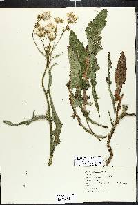 Sonchus oleraceus image