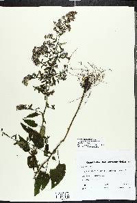 Symphyotrichum drummondii image